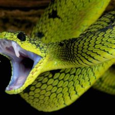 dream interpretation snake seing snake in dream meaning