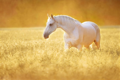 dream interpretation white horse seing black horse in dream meaning what does it mean